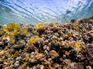 Underwater scene with exotic fishes and coral reef of the Red Sea
