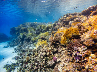Naklejka na ściany i meble Underwater scene with exotic fishes and coral reef of the Red Sea 