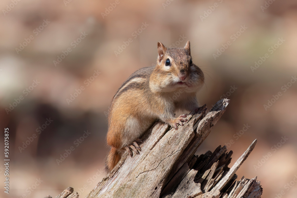 Poster Eastern chipmunk  (Tamias striatus) in the park