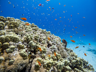 Fototapeta na wymiar Underwater scene with exotic fishes and coral reef of the Red Sea 