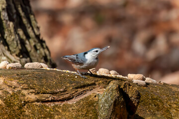 The white-breasted nuthatch (Sitta carolinensis) on the feeder