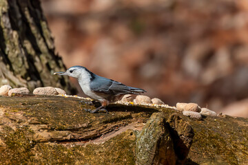 The white-breasted nuthatch (Sitta carolinensis) on the feeder