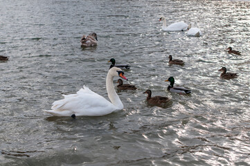 white swans group on the lake swim well under the bright sun
