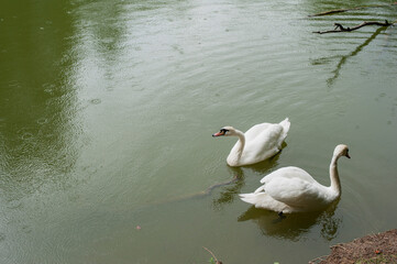 white swans group on the lake swim well under the bright sun