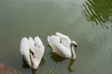 white swans group on the lake swim well under the bright sun