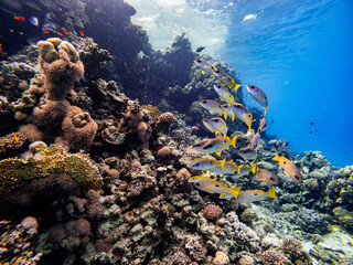 Naklejka na ściany i meble Underwater scene with a school of yellowfin goatfish in coral reef of the Red Sea 
