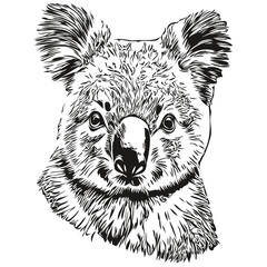 Hand drawn Koala on a white background, koala bear