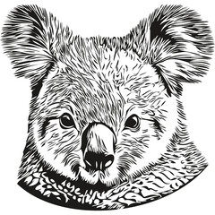 Koala sketchy, graphic portrait of a Koala on a white background, koala bear © Сергей Тарасюк