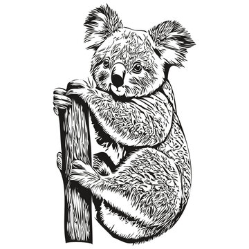 Koala logo, black and white illustration hand drawing koala bear