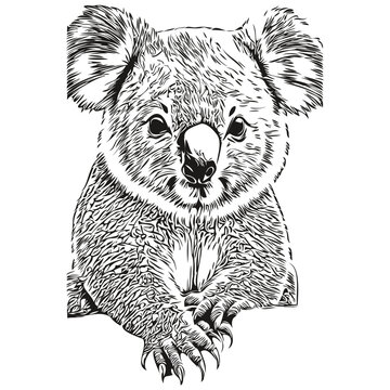 Funny cartoon Koala, line art illustration ink sketch koala bear