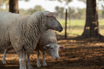 OVEJA BLANCA EN CAMPO