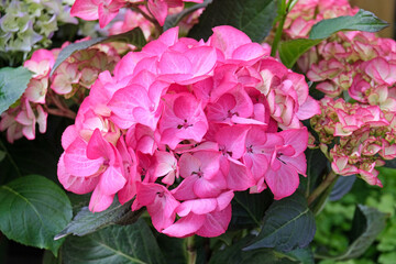Beautiful flowering pink hydrangea