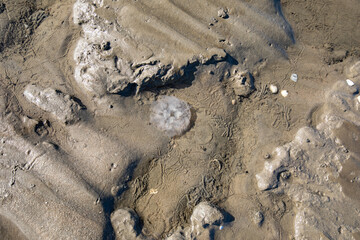 Strukturen und Formen des Wattenmeers 