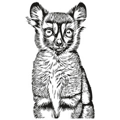 Hand drawn Lemur on a white background, Lemurs