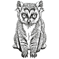 Lemur  vintage illustration, black and white vector art Lemurs