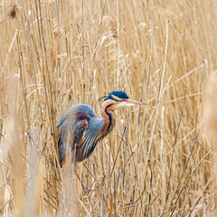 Purple heron