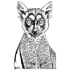 Vintage engrave isolated Lemur illustration cut ink sketch Lemurs