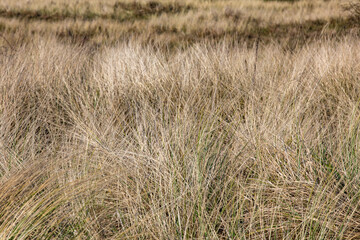 Dünenlandschaft an der Nordsee