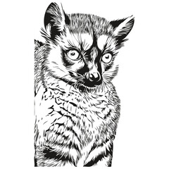 Cute hand drawn Lemur, vector illustration black and white Lemurs
