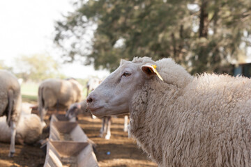 Obraz premium OVEJA BLANCA EN CAMPO