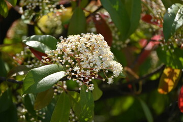 Red Robin ( Japanese photinia ) flowers. Rosaceae evergreen tree. Many small white flowers bloom from spring to early summer.