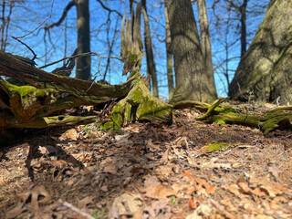 twisted trees with moss in the forest