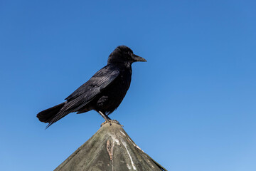Oiseau corneille
