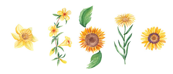 Fototapeta na wymiar Watercolor set of yellow flowers. Narcissus, sunflower, yellow bell, xanthisma, ursinia. Hand drawn botanical illustration isolated on white background. Can be used for stickers, cards, farbic prints