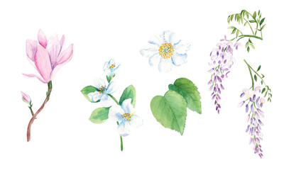 Floral watercolor set. Tree flowers, magnolia, jasmine, kiwi, wisteria. Hand drawn botanical illustration isolated on white background. Botanical collection. Can be used for stickers, cards, farbic