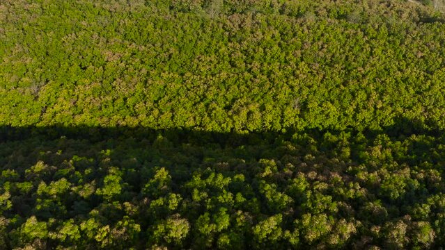 Aerial view of Rubber tree plantation