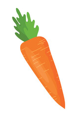 Carrots with leaves close-up on a white.