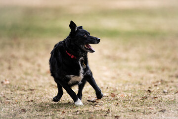 Happy dog playing with a colorful ball in a green grass field under the sun