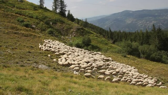  A herd of mountain sheep grazes on a green pasture in the mountains of the Tuscan-Emilian Apennines. Breeds of livestock - Apenninica Apennine sheep. Sheep in a pasture in the mountains of Monte Cimo
