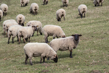A sheep with a black head in the pasture.