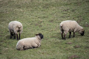 A sheep with a black head in the pasture.