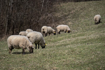 Fototapeta premium A sheep with a black head in the pasture.