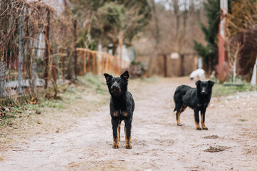 A flock of hungry, shy, curious dogs stand outdoors in nature. Animal photography.