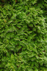Background, texture of evergreen coniferous tree, cypress bush, thuja. Photography, nature.