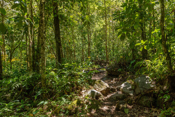 Obraz premium Landscape in Volcan Baru National Park, Chiriqui, Panama