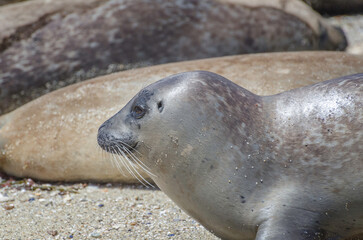 Harbor Seal (Phoca vitulina) lies on the beach, La Jolla, CA, USA.