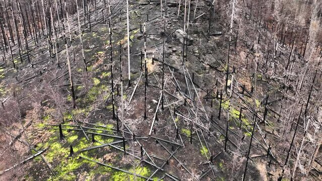 Forest fire after spruce drone aerial after flame Picea abies wild drought dry black earth ground vegetation stand green natural disaster burnt down trees Bark beetle pest Ips typographus dead Europe