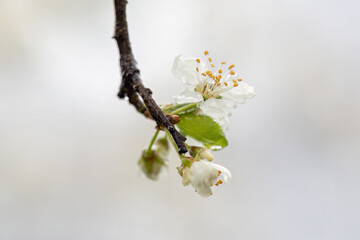 White plum blossoms on a branch in the rain.