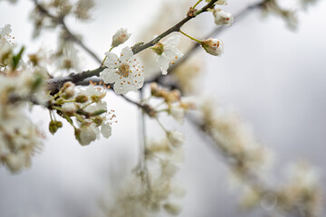 White plum blossoms on a branch in the rain.