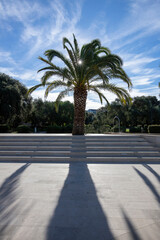 Fototapeta premium landscape located in modern Dubrovnik, Croatia. Palm tree with blue sky.