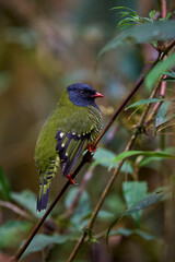 Barred Fruiteater