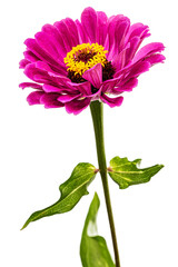 Purple flower of zinnia, isolated on white background