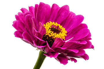 Purple flower of zinnia, isolated on white background - 592086257