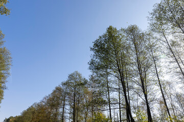 Trees with foliage falling in autumn against the blue sky