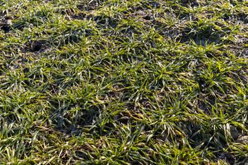 green winter wheat in the winter season