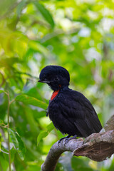 Bare-necked Umbrellabird